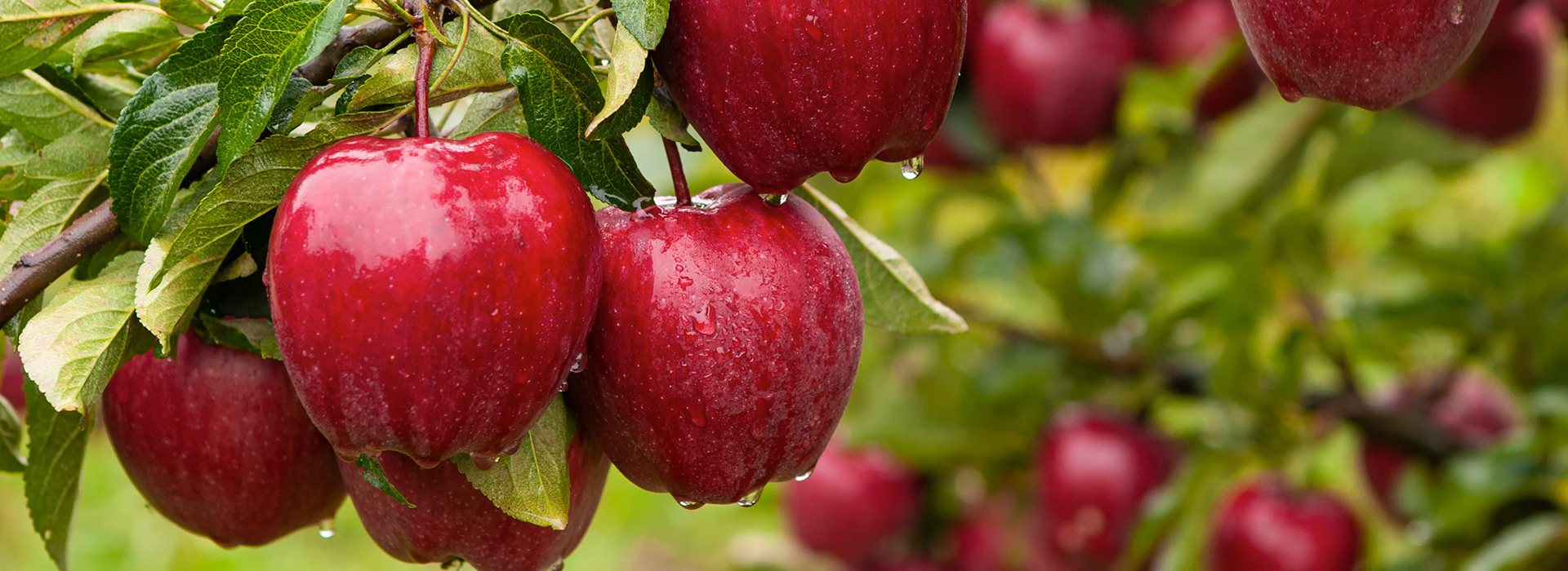 Apple Suppliers In Dubai Apple Farming Services By AlBaraa rajasthan-me-apple-ki-kheti-apple-ki
